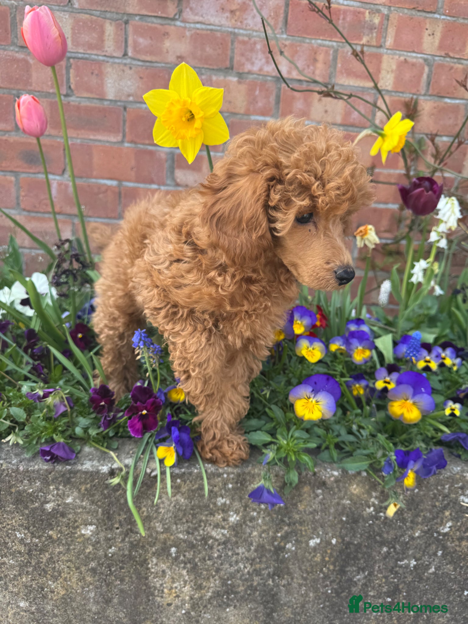 Toy Poodle dogs Beautiful Red Toy Poodle Puppy  - Advert 2
