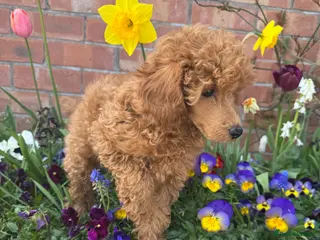 Toy Poodle dogs Beautiful Red Toy Poodle Puppy - Advert 1