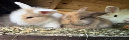Lionhead rabbits for sale: Lion lop rabbits - boys and girls  - Advert 4