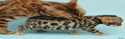 Bengal cats for sale: 🔥 Beautiful Bengal girl🔥 - Advert 12