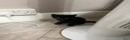 Mixed Breed cats for sale: 4 kittens available  in Ipswich - Advert 6