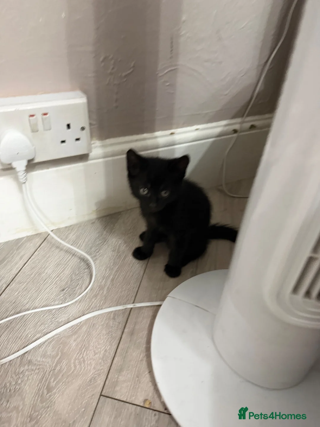 Mixed Breed cats for sale: 4 kittens available  in Ipswich - Advert 6