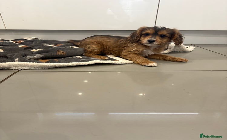 Cockapoo dogs - Advert 3