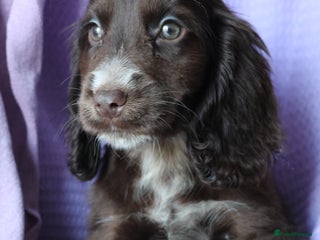 Cocker Spaniel dogs Championline Cocker Spaniel - LAST ONE LEFT - Advert 12