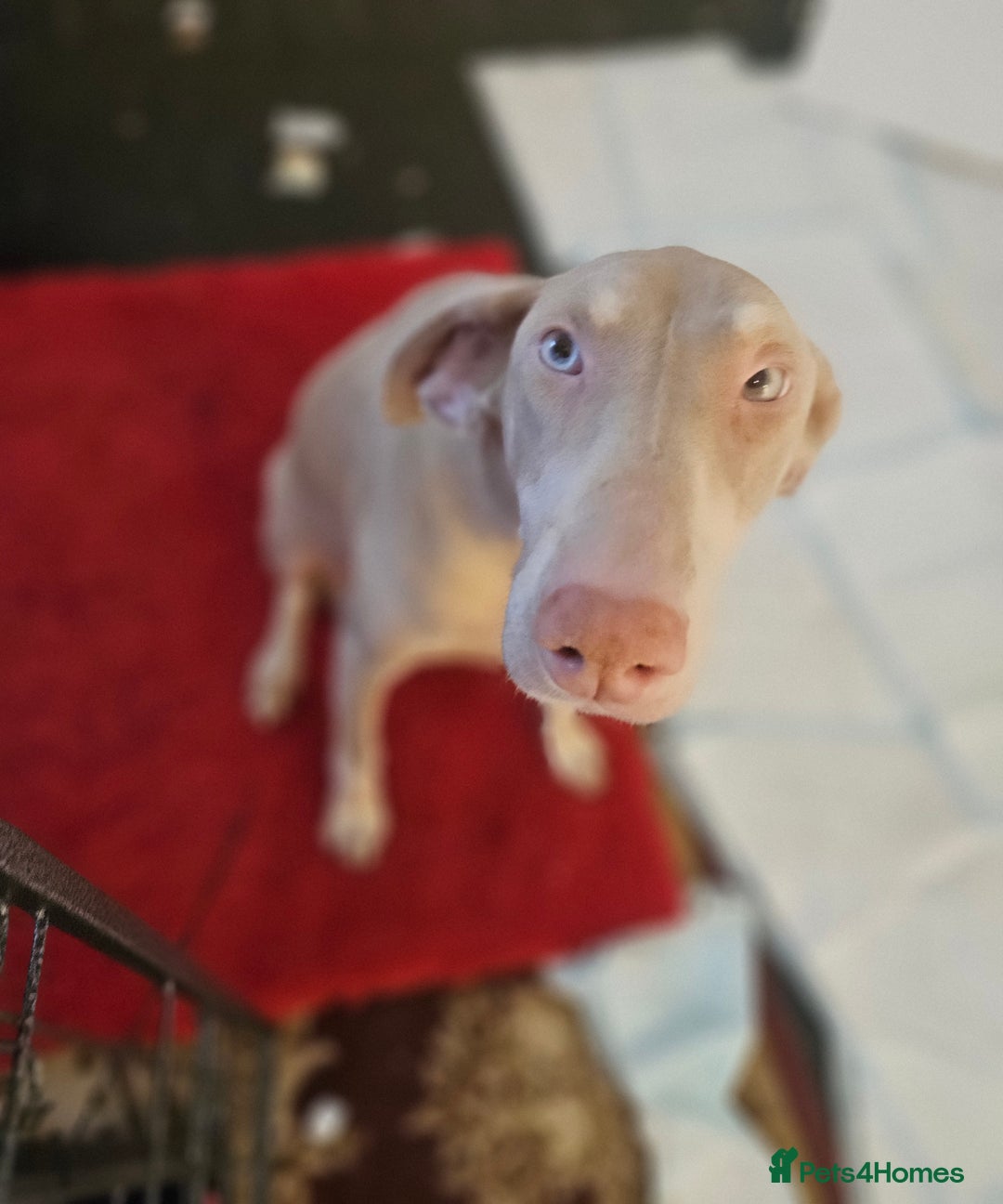 Dobermann dogs for sale: International Champ Bloodlines Pups Ready 25th DEC - Advert 7