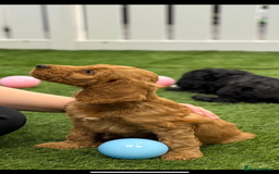 Cockapoo dogs for sale: Beautiful cockapoo puppies  - Image 1