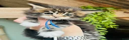 Maine Coon cats for sale: Stunning pedigree Maine coon kittens TICA  - Advert 16