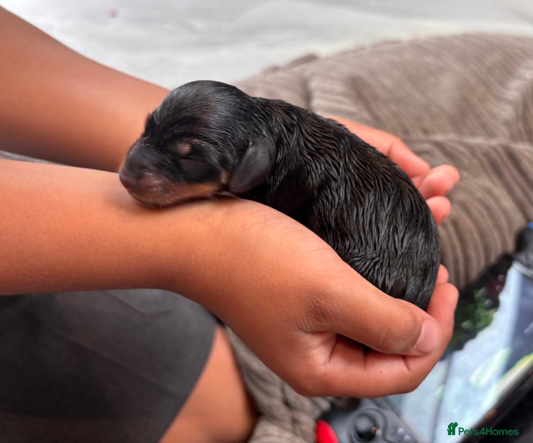 Miniature Dachshund dogs for sale: Black & Tan Minature Dachund - Image 3