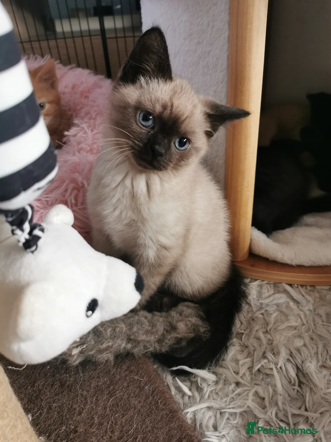 Mixed Breed cats for sale: RAGDOLL/BSHG KITTENS - Advert 4
