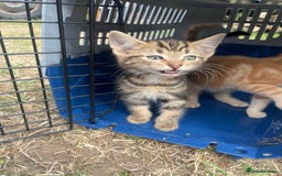 Mixed Breed cats for sale: 4 loving kittens for sale  - Image 5