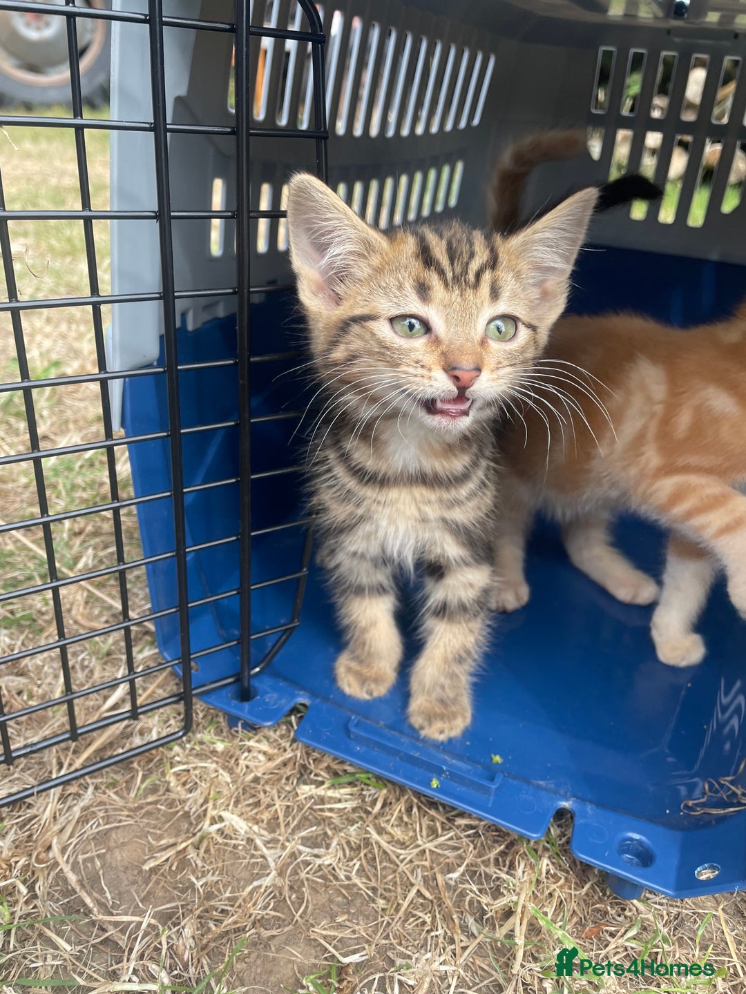 Mixed Breed cats for sale: 4 loving kittens for sale  - Image 5