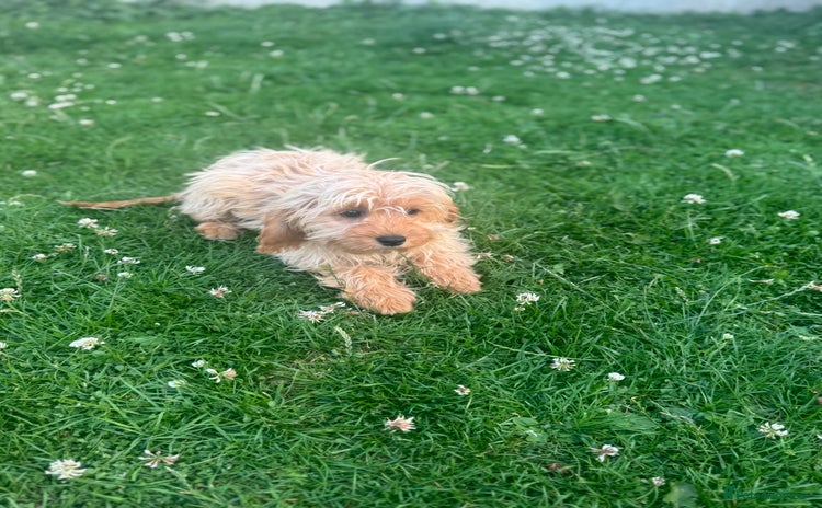 Cavapoo dogs in Leicester - Advert 4