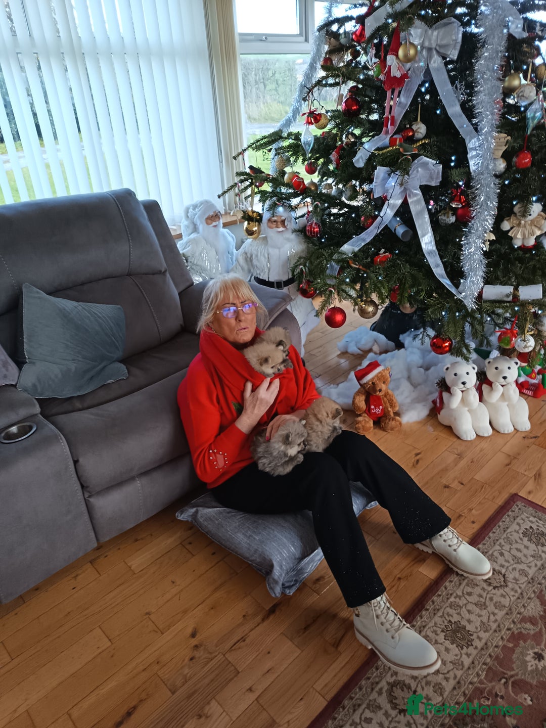 Pomeranian dogs for sale: 2 POMERANIAN PUPPIES FOR SALE - 1 girl and 1 boy - Advert 12