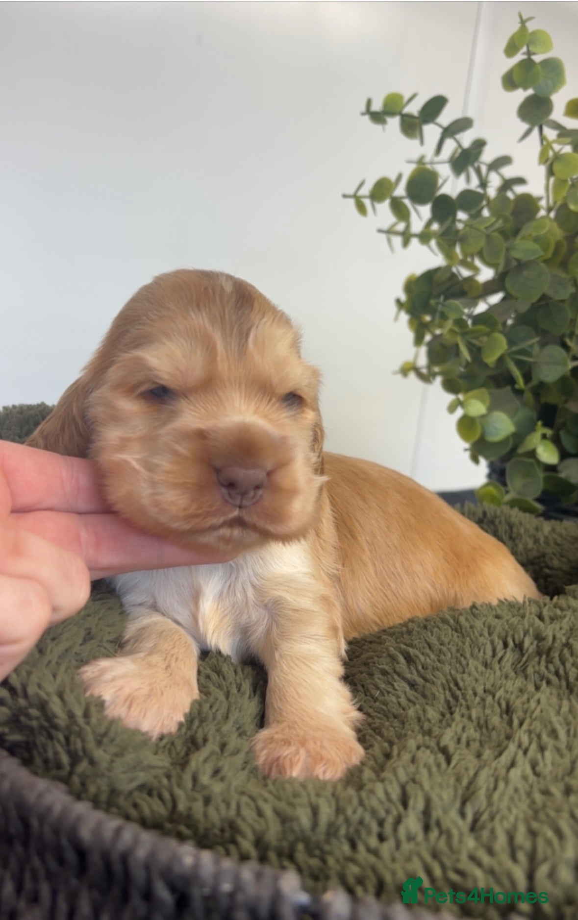 Cocker Spaniel dogs KC Registered Sable Show cocker spaniels  - Advert 1