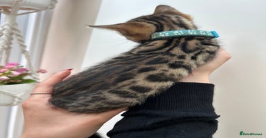 Bengal cats - Advert 2