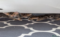 Bengal cats for sale: 3 beautiful pure breed bengals  - Image 3