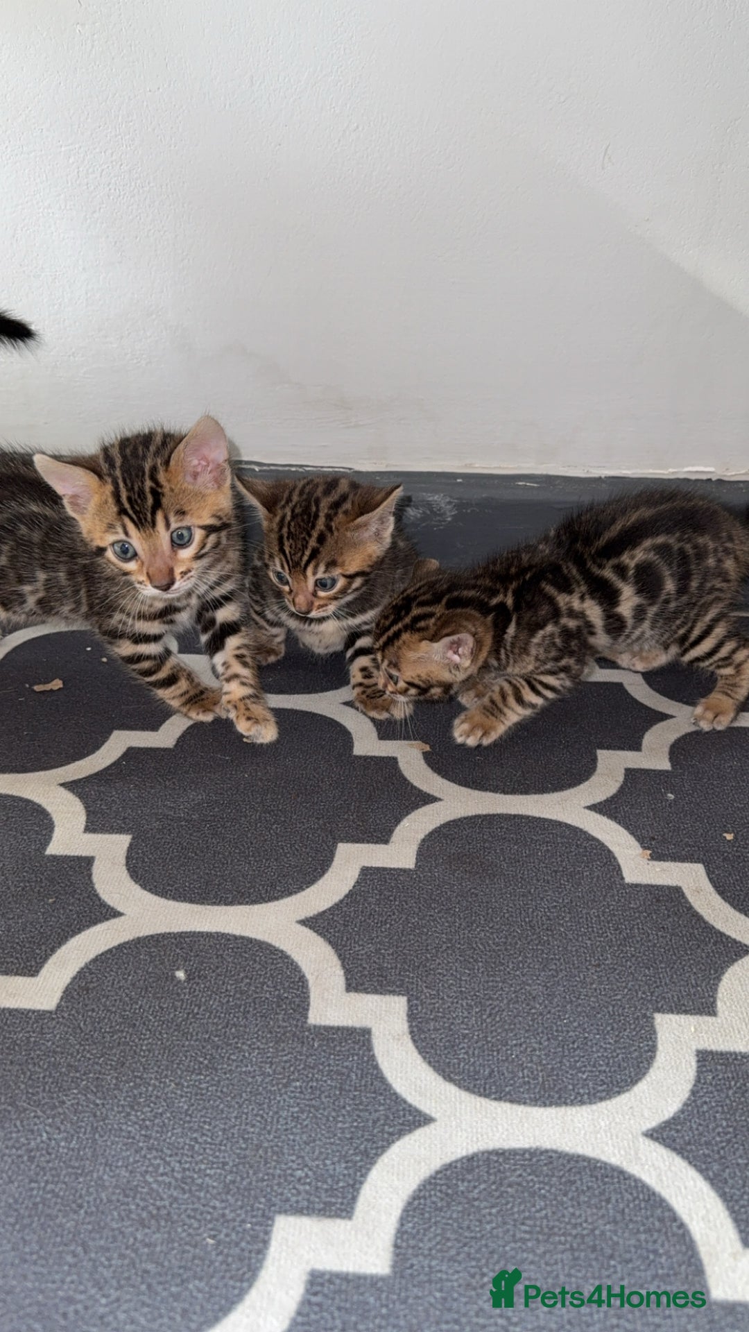 Bengal cats for sale: 3 beautiful pure breed bengals  - Image 3