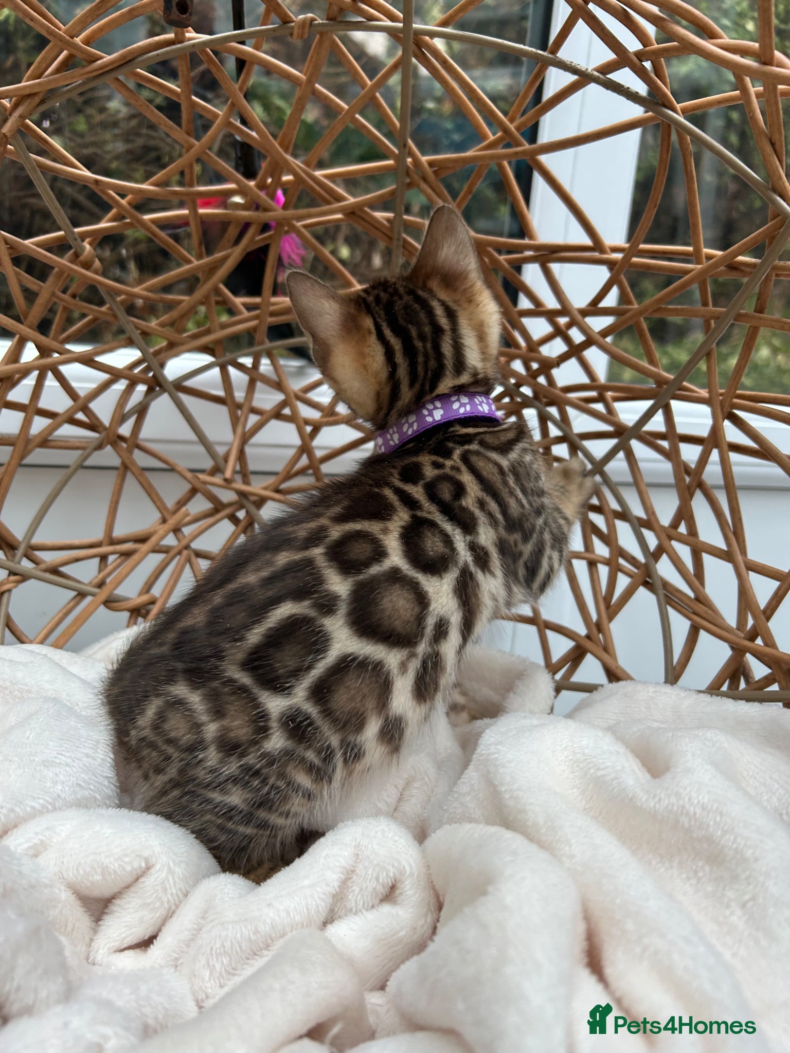 Bengal cats ❤️ Gorgeous Pure Bengal Babies! ❤️ - Advert 1