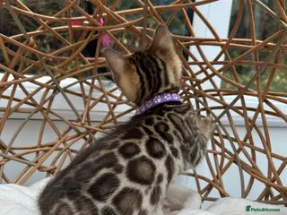 Bengal cats ❤️ Gorgeous Pure Bengal Babies! ❤️ - Advert 3