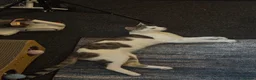 British Longhair cats for sale: Car for sale in Birmingham - Advert 4