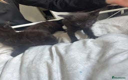 British Shorthair cats for sale: Kittens ready now - Advert 2