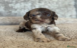 Miniature Poodle dogs for stud: Chocolate Merle Miniature Poodle for stud in Warrington - Image 38