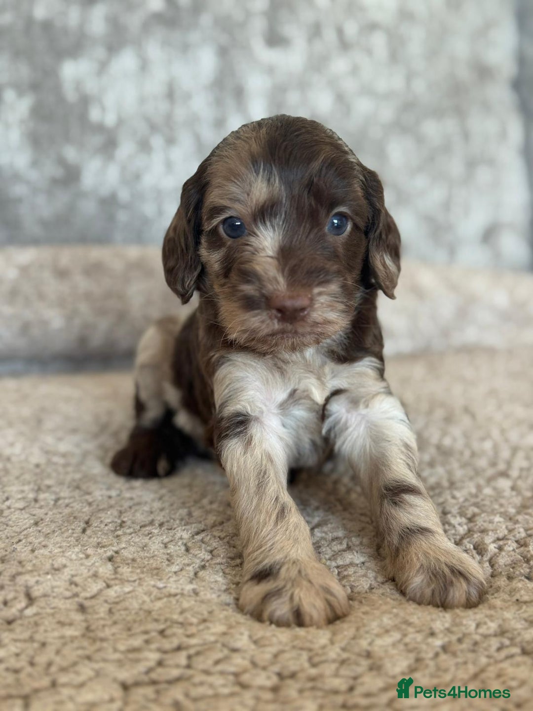 Miniature Poodle dogs for stud: Chocolate Merle Miniature Poodle for stud in Warrington - Image 38