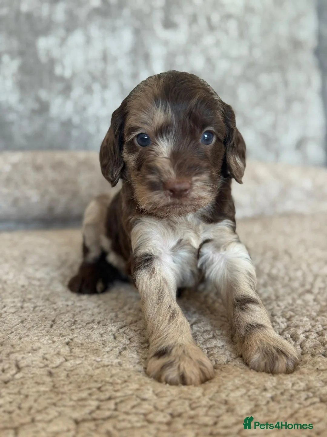 Miniature Poodle dogs for stud: Chocolate Merle Miniature Poodle for stud in Warrington - Advert 37