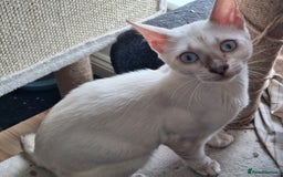 Bengal cats for sale: Pure Bengal kitten in Cheltenham - Image 6
