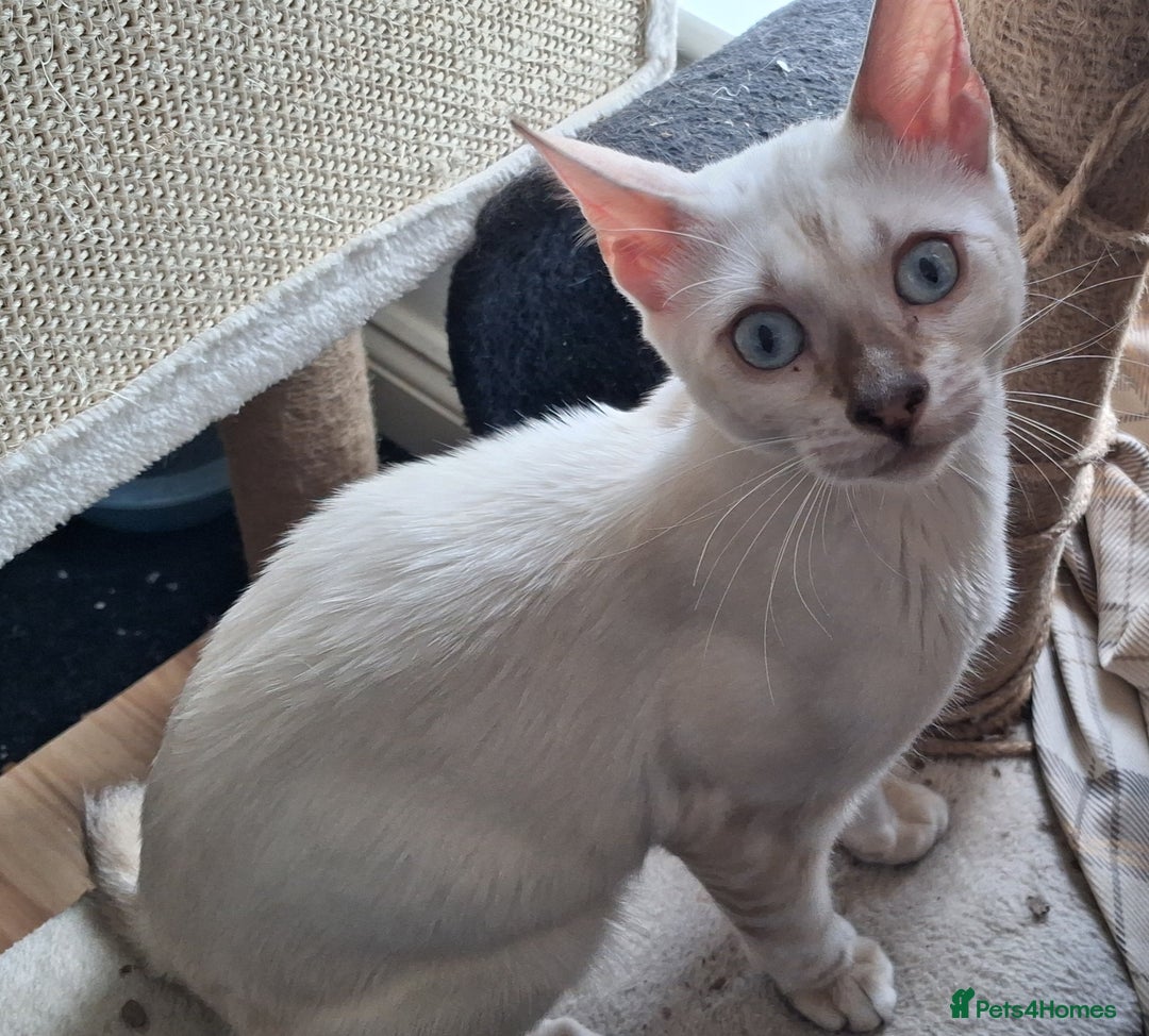 Bengal cats for sale: Pure Bengal kitten in Cheltenham - Image 6
