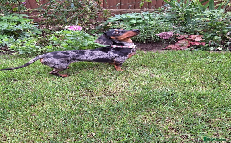 Miniature Dachshund dogs - Advert 8
