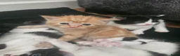 Mixed Breed cats for sale: Mixed Maine Coon kittens  - Advert 13