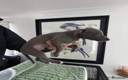Whippet dogs for sale: Blue whippets  - Image 2