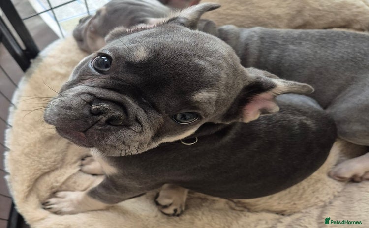 French Bulldog dogs - Advert 1