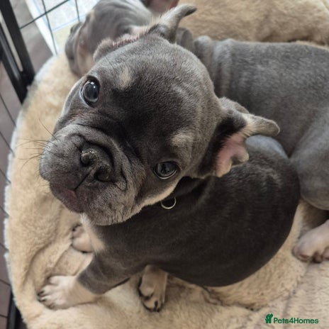 French Bulldog dogs - Advert 1