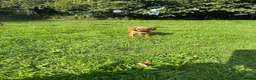Mixed Breed dogs for sale: Miniature Rhodesian cross pups - Advert 6