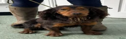 Sprocker dogs for sale: Quality health tested Sprocker puppies - Advert 7