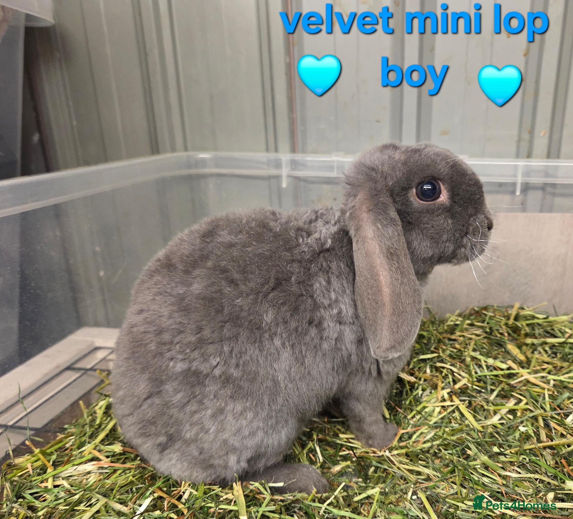 Mini Lop rabbits smokey blue plush velvet mini lop boy 8 weeks - Advert 2