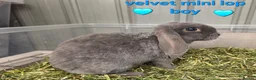 Mini Lop rabbits for sale: smokey blue plush velvet mini lop boy 8 weeks - Advert 2
