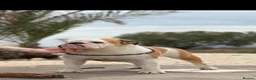 English Bulldog dogs for sale: Quality Bulldog Puppies  - Advert 2