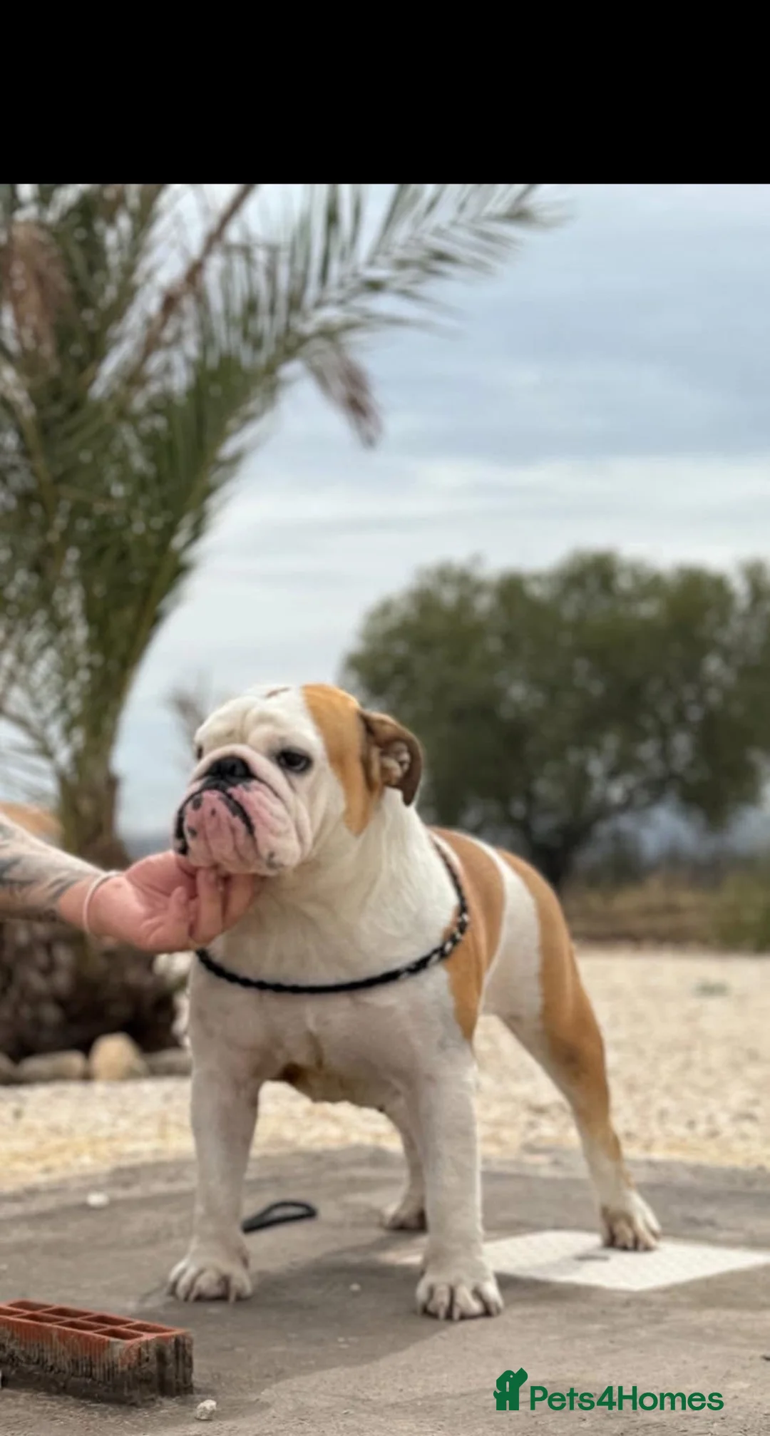 English Bulldog dogs for sale: Quality Bulldog Puppies  - Advert 2