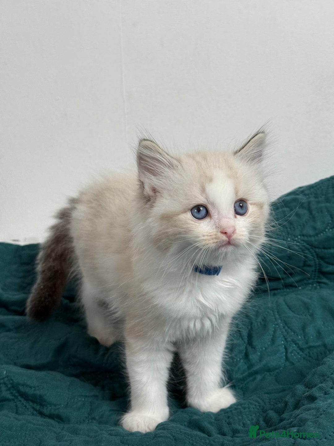 Ragdoll cats for sale: Beautiful Ragdoll kittens TICA - Advert 12