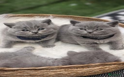 British Shorthair cats for sale: Show Quality Champions British Shorthair GCCF - Image 4