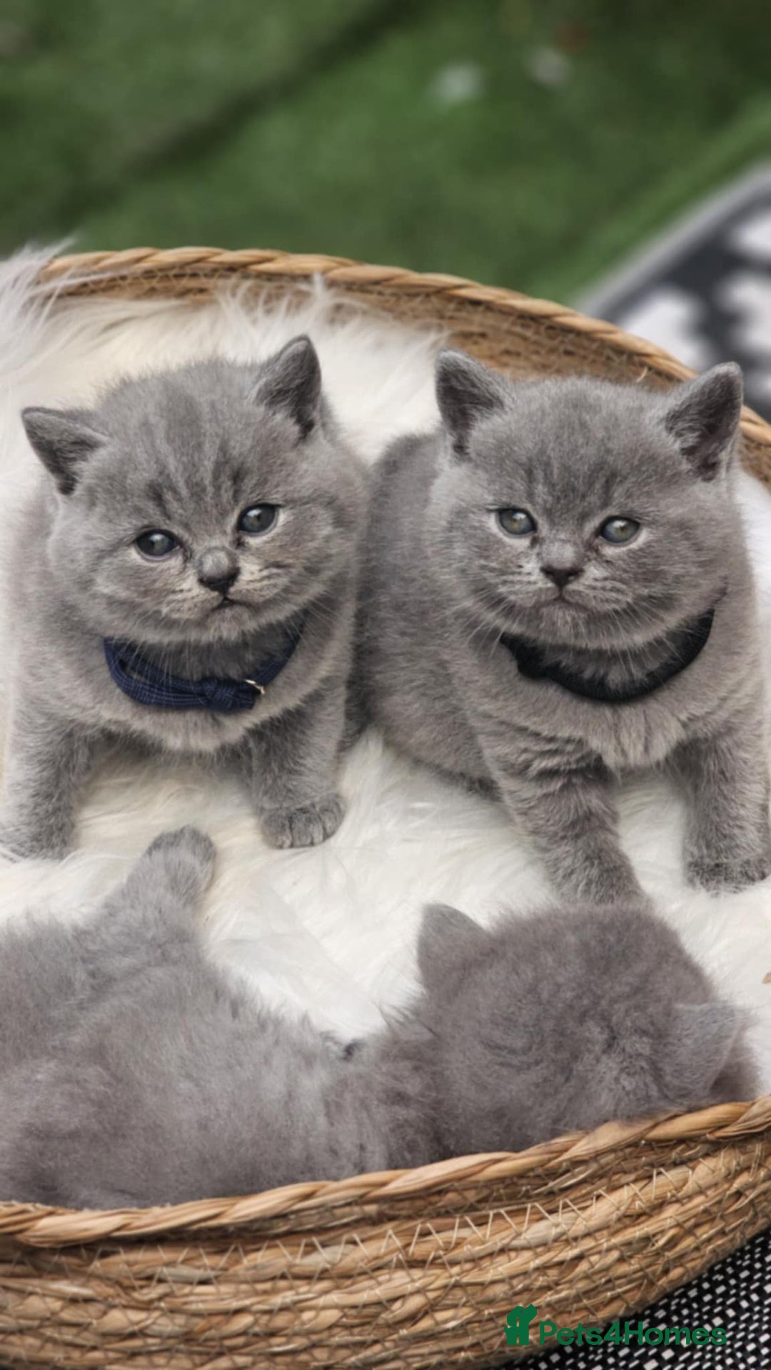 British Shorthair cats for sale: Show Quality Champions British Shorthair GCCF - Image 4