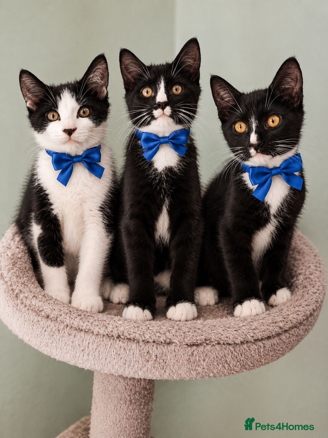 Russian Blue cats Blue Russian Tuxedo mixed breed kittens - Advert 1
