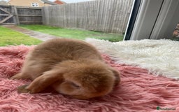 Mini Lop rabbits for sale: Rabbit girl mini lop - Image 8