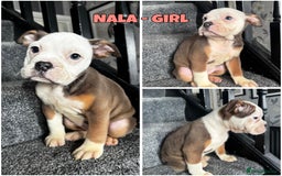 Olde English Bulldogge dogs for sale: 2 LEFT Olde English bulldog pups { READY TO LEAVE} - Image 18