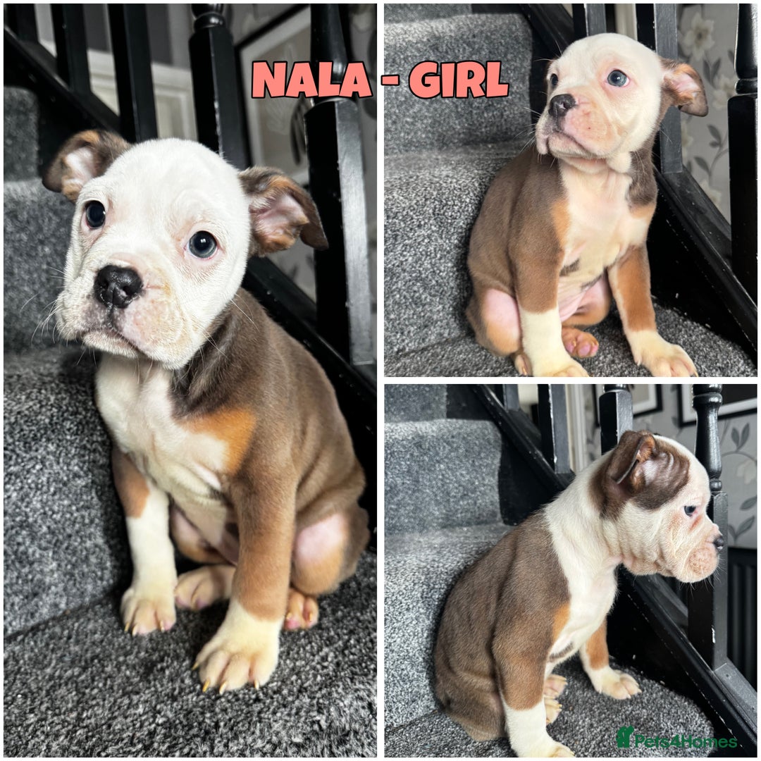 Olde English Bulldogge dogs for sale: 2 LEFT Olde English bulldog pups { READY TO LEAVE} - Image 18