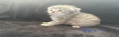 Scottish Fold Kitten 1