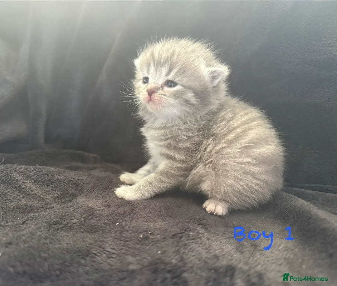 Scottish Fold cats for sale: Scottish fold kittens-Both parents TICA registered - Advert 11